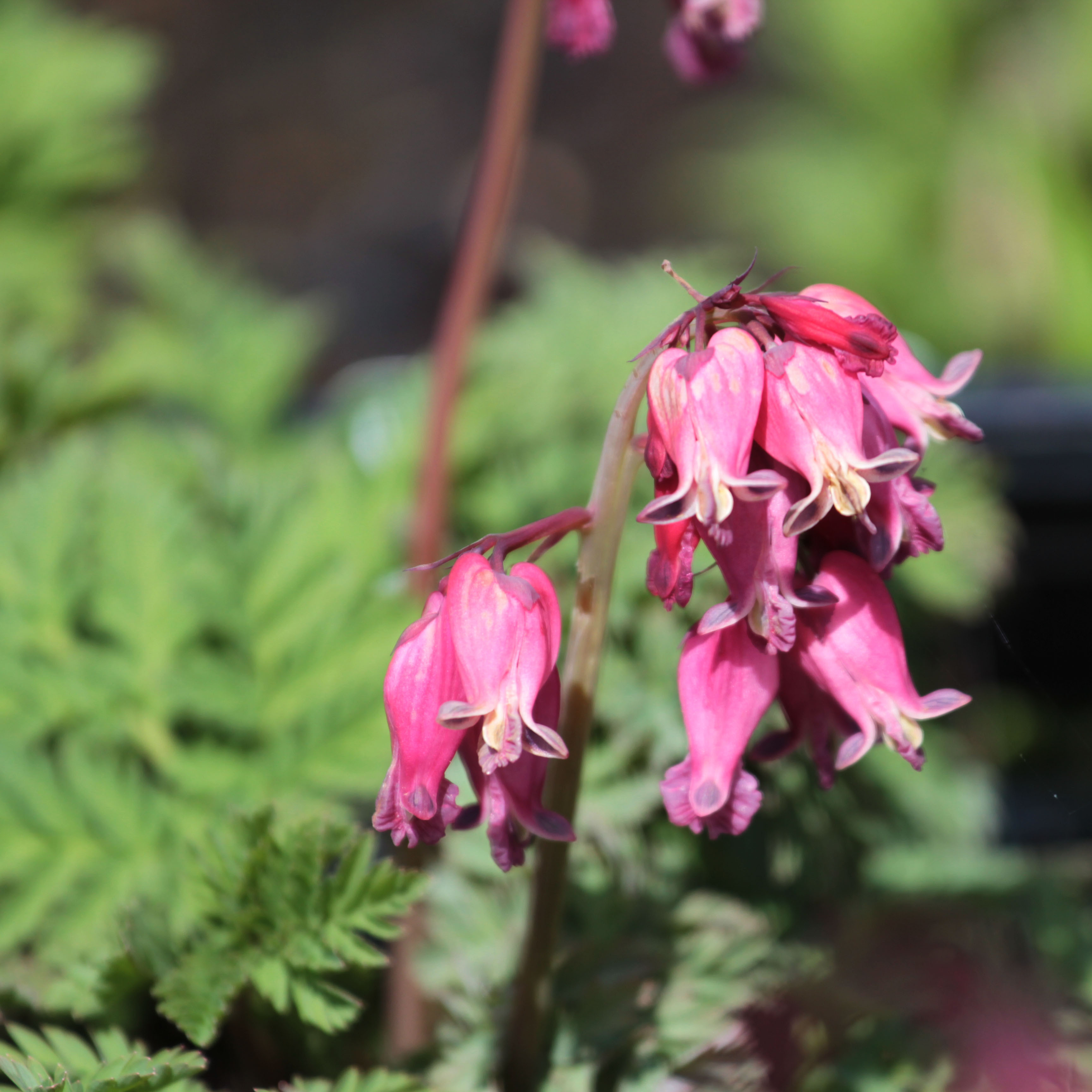 Dicentra formosa ’Luxuriant’